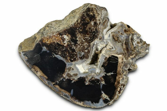 Petrified Wood (Schinoxylon) Limb Section - Blue Forest, Wyoming #371129